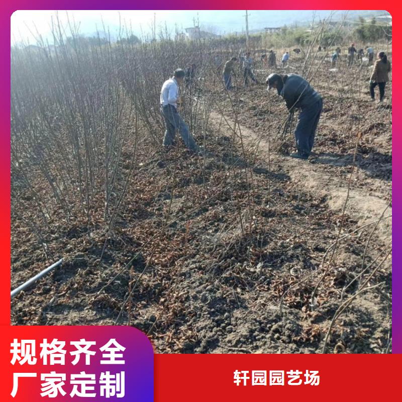 碧根果梨树苗规格型号全