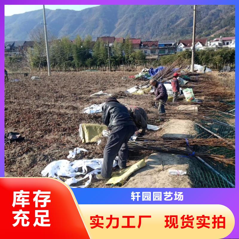 碧根果无花果苗精心打造