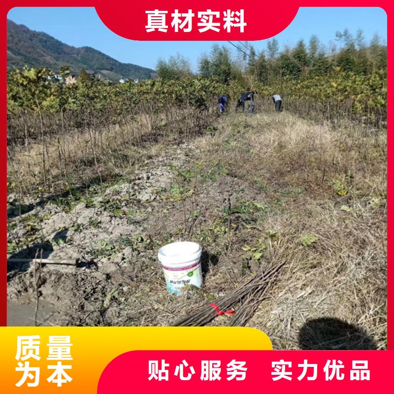 碧根果苹果苗出厂严格质检