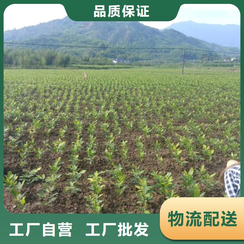 碧根果无花果苗多年经验值得信赖