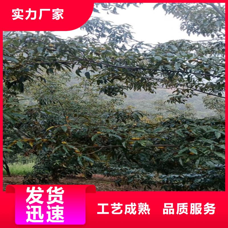 碧根果草莓苗质优价保