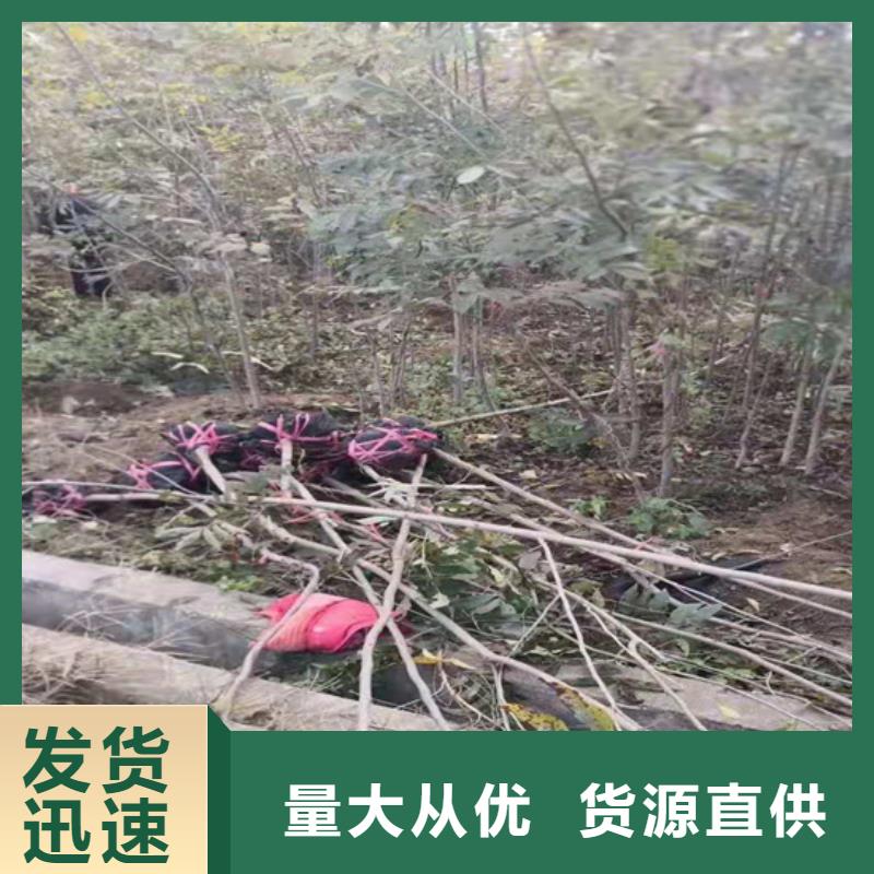 碧根果梨树苗出货及时