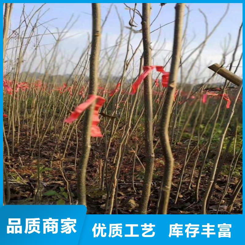 【碧根果花椒苗品质商家】