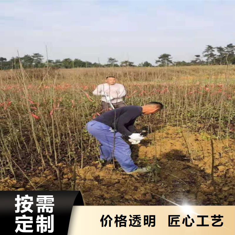 碧根果无花果苗多年经验值得信赖