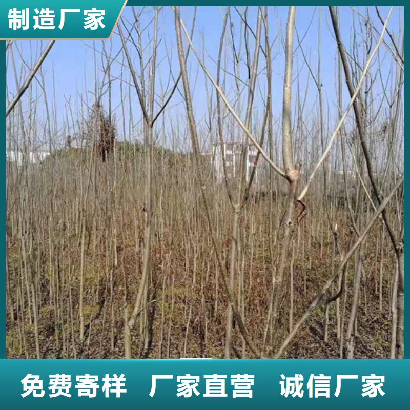 碧根果_无花果苗厂家售后完善