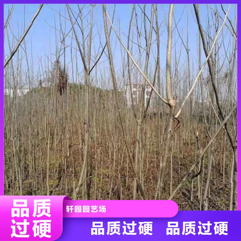 碧根果樱桃苗质量无忧