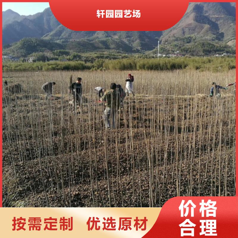 碧根果无花果苗多年经验值得信赖