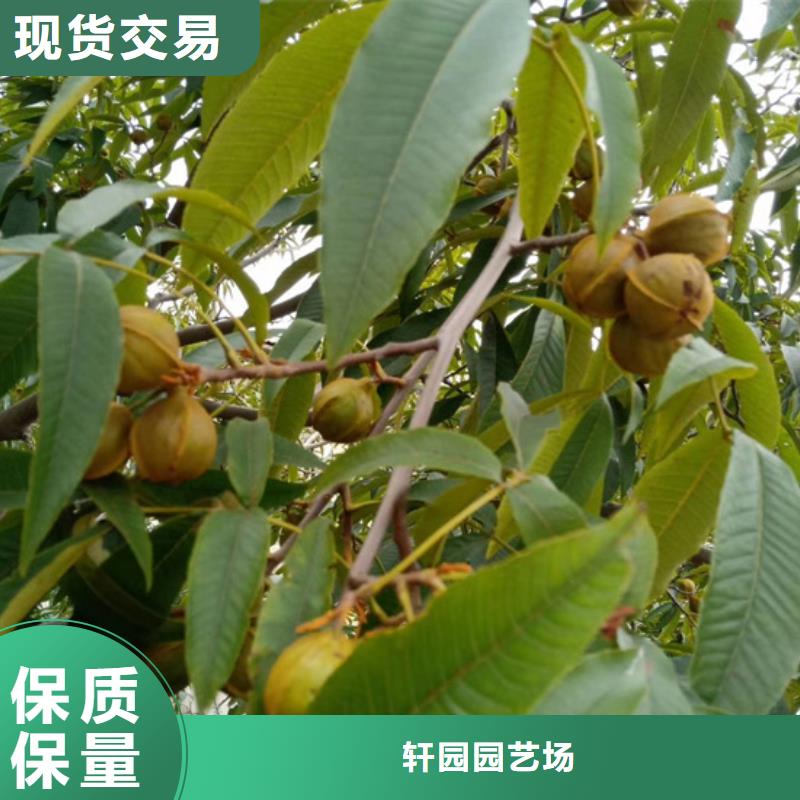 碧根果_无花果苗厂家售后完善