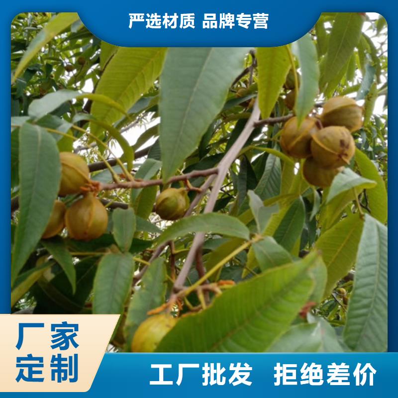 碧根果无花果苗精心打造