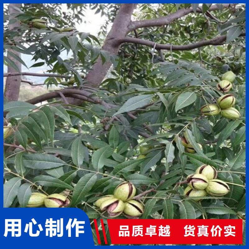 碧根果樱桃苗质量无忧