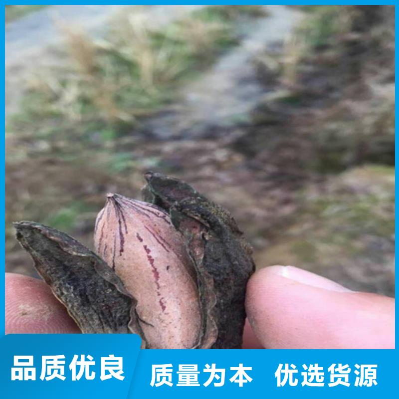 碧根果桃树苗欢迎来厂考察