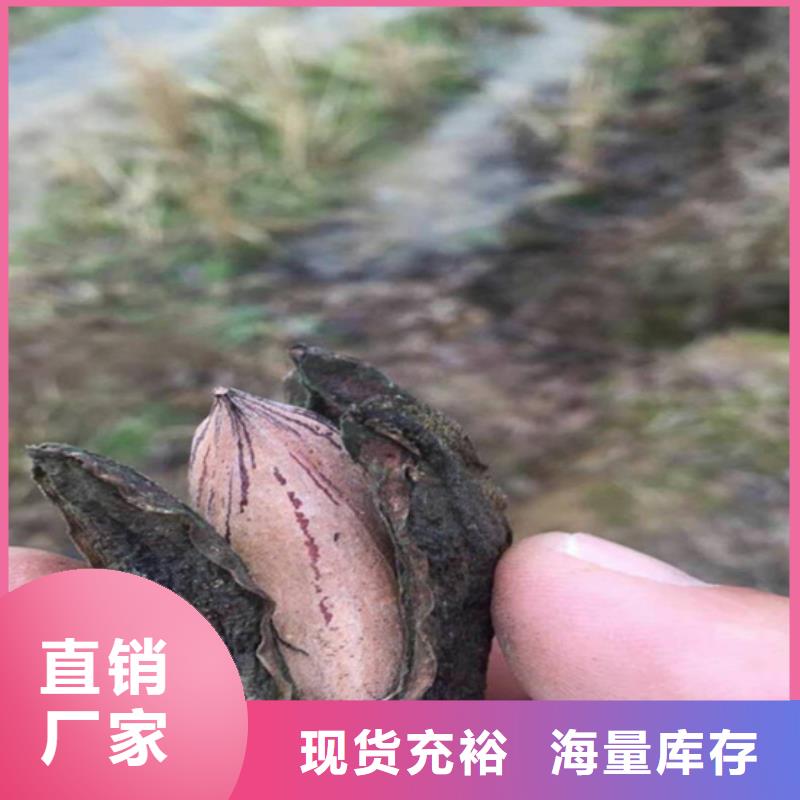 碧根果 樱桃苗一站式厂家