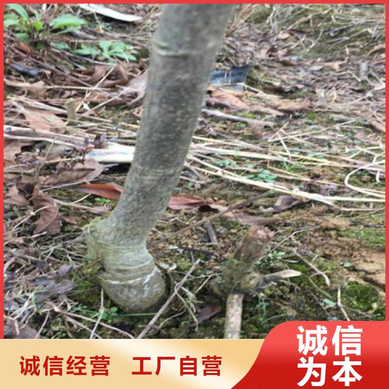 碧根果北美冬青质量层层把关