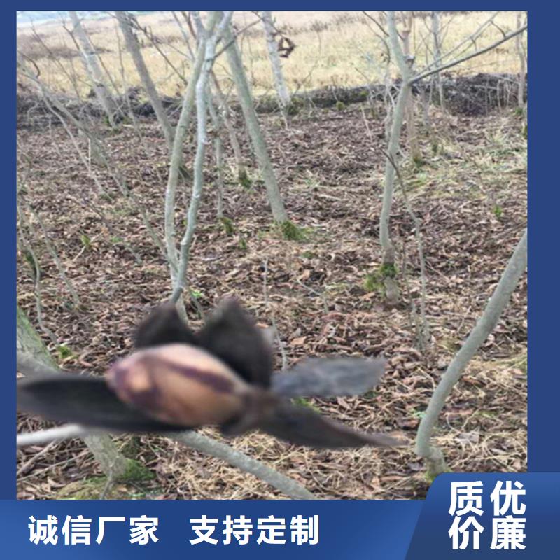 碧根果蓝莓苗实力优品