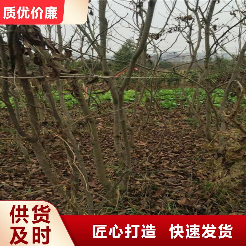 碧根果苹果苗货源直供