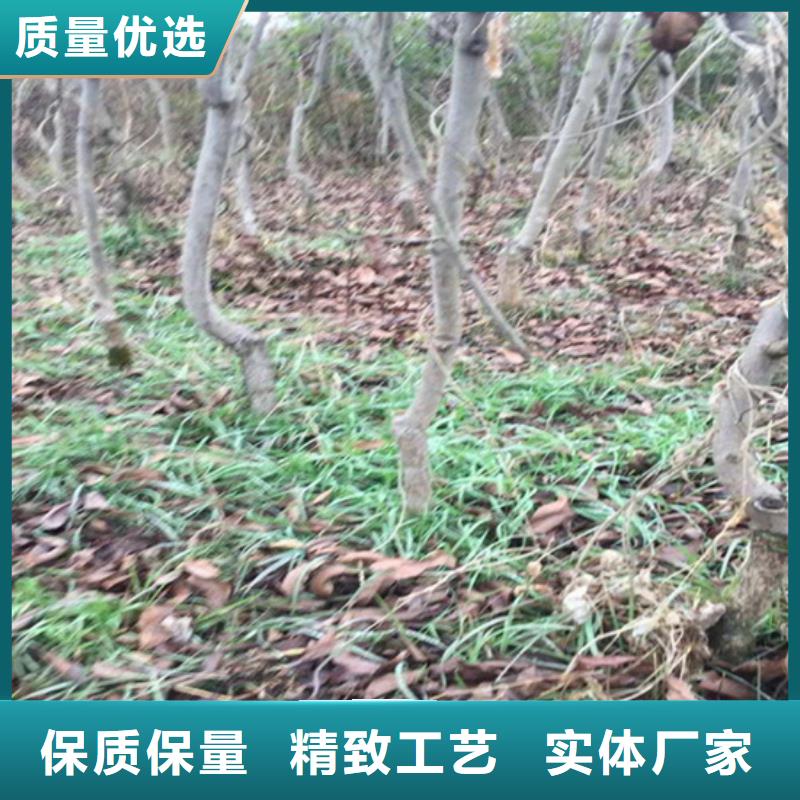 碧根果苹果苗出厂严格质检