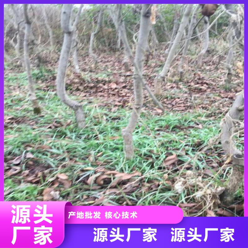 碧根果,黄瓜苗好品质售后无忧