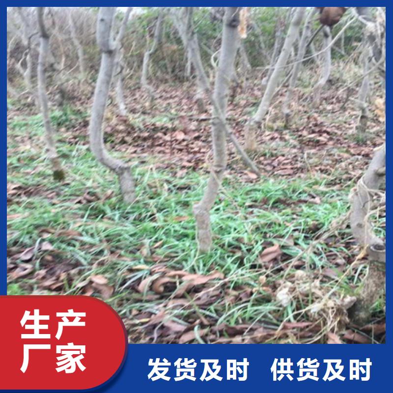 碧根果【苹果苗】款式新颖