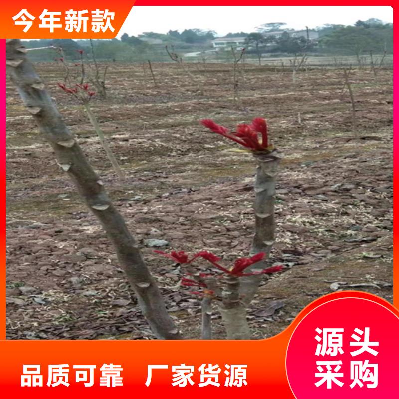 香椿_无花果苗真正让利给买家