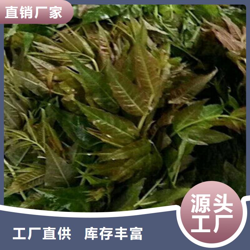 香椿,【石榴树】严格把控每一处细节