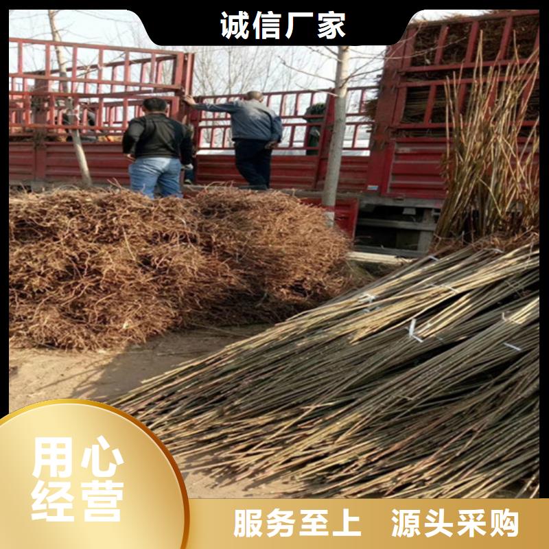 香椿-李树苗货源报价