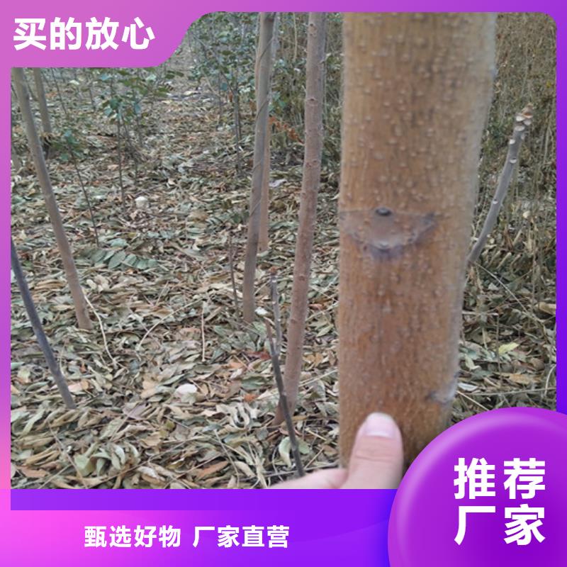 【香椿】苹果苗欢迎来厂考察