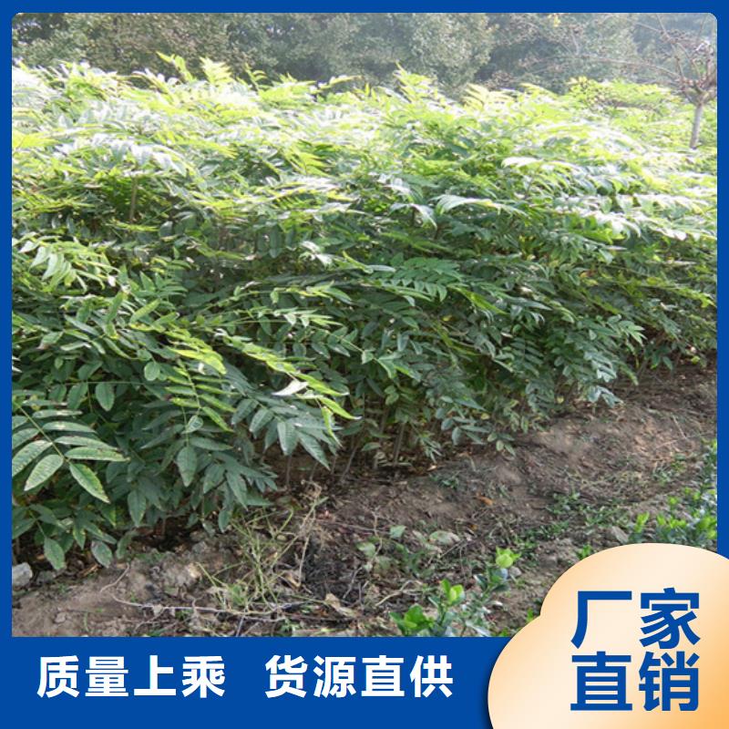 香椿奶油草莓交货准时