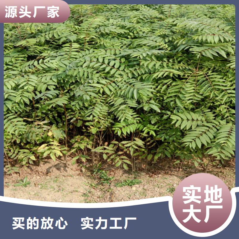 香椿-苹果苗销售的是诚信