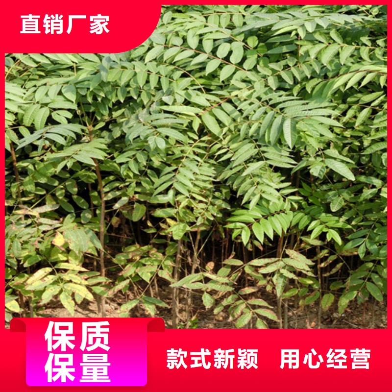 香椿-蓝莓苗种类多质量好