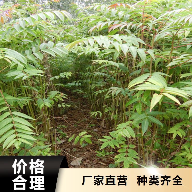 【香椿】苹果苗欢迎来厂考察