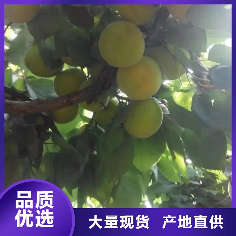 杏,樱桃苗源头厂家量大价优