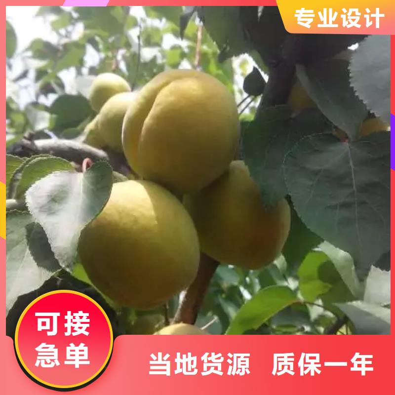 杏李树苗质量牢靠