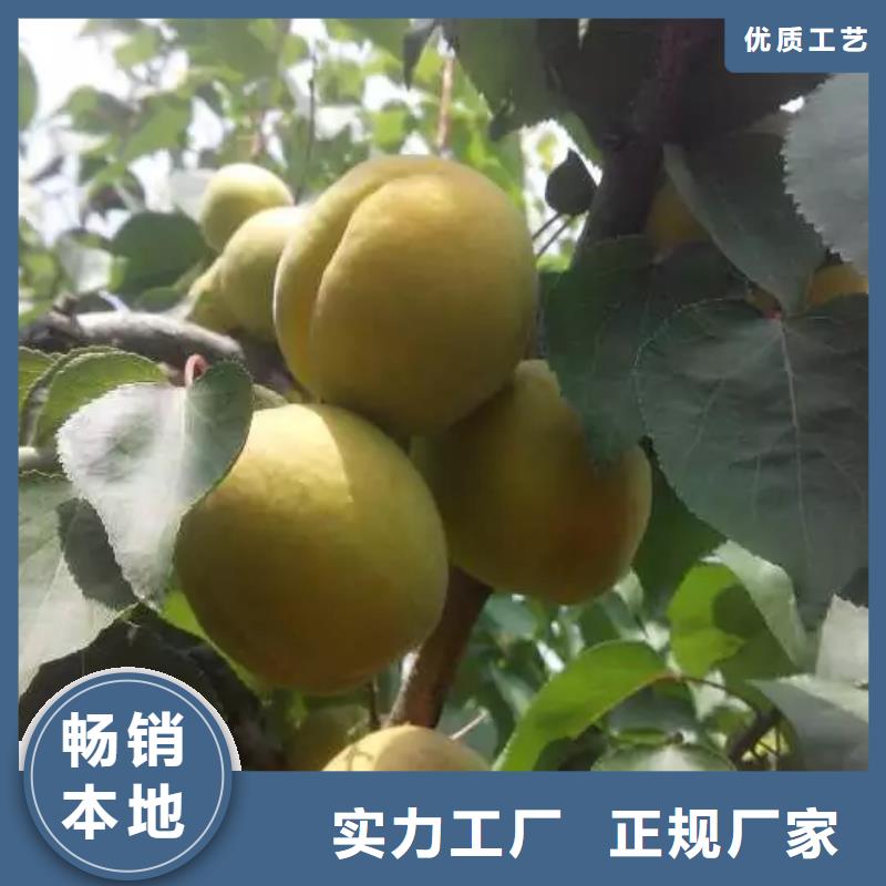 杏【苹果苗】使用方法