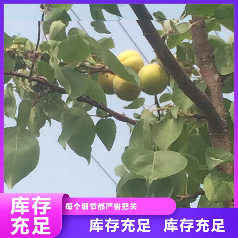 杏樱桃苗性能稳定