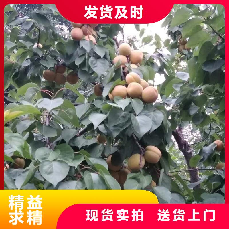 杏-【苹果苗】同行低价