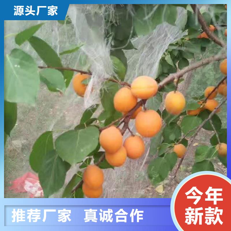 杏,樱桃苗源头厂家量大价优