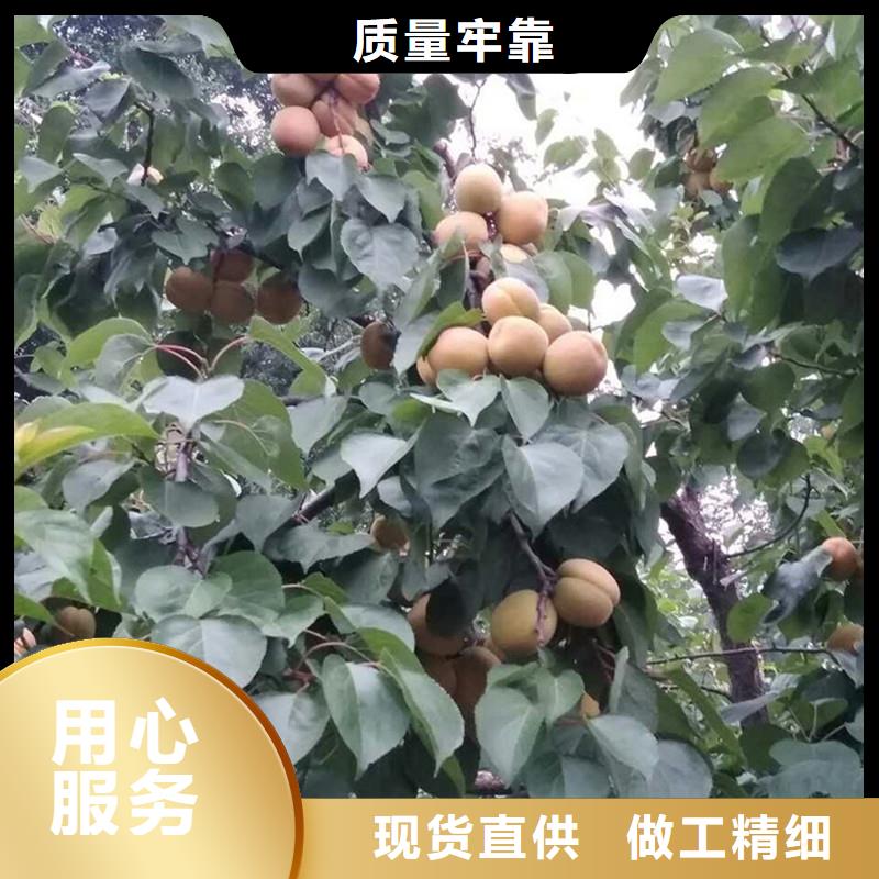 杏嘎啦苹果我们更专业