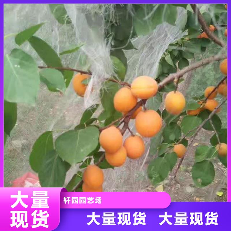 杏-【苹果苗】同行低价