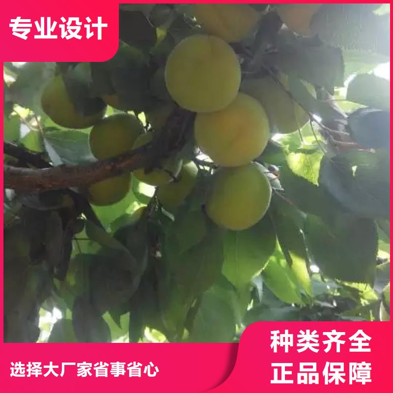 杏,石榴树种类丰富