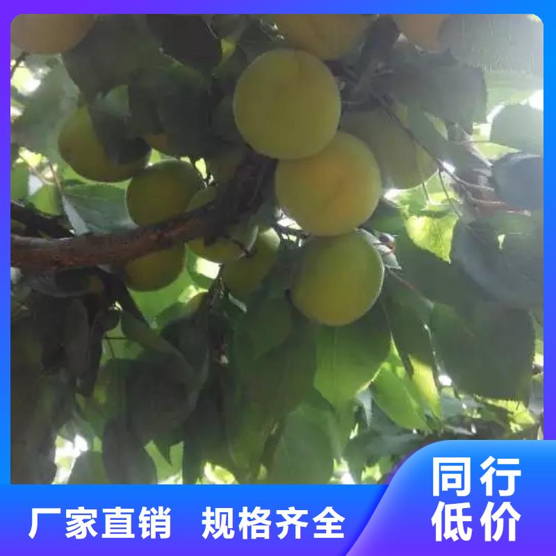 杏李树苗质量牢靠