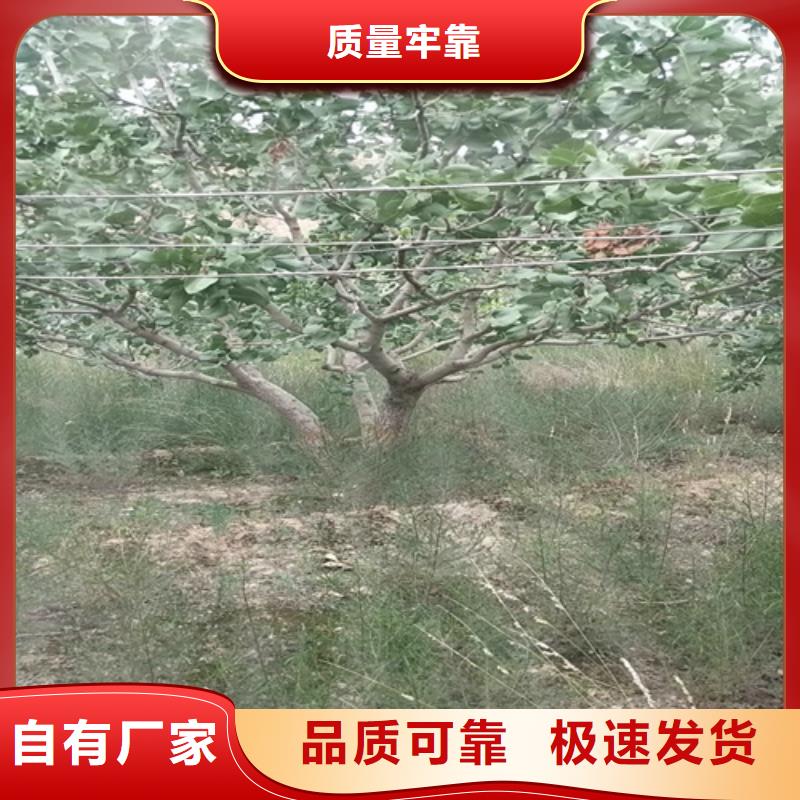 开心果【苹果苗】本地厂家值得信赖