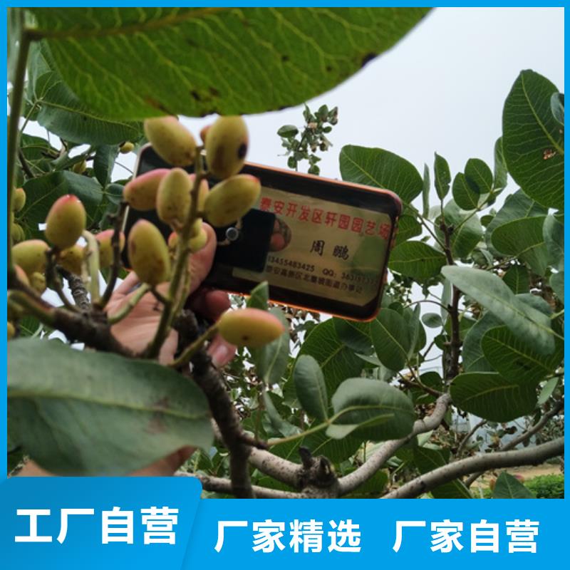 开心果蓝莓苗把实惠留给您