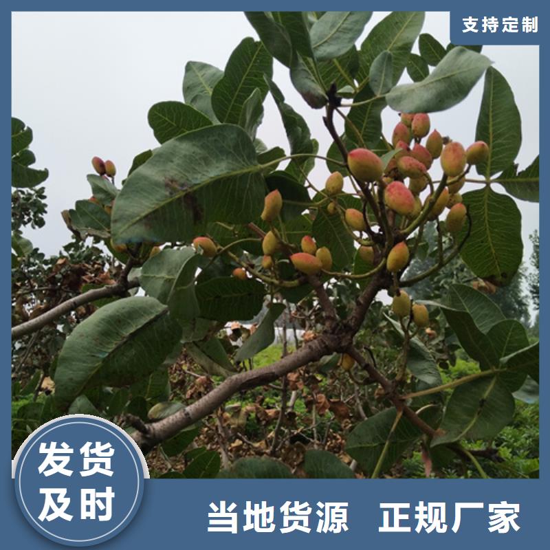 开心果蓝莓苗把实惠留给您