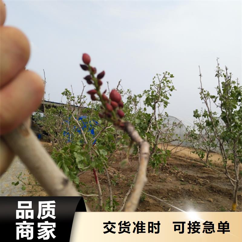 开心果苹果苗供货及时