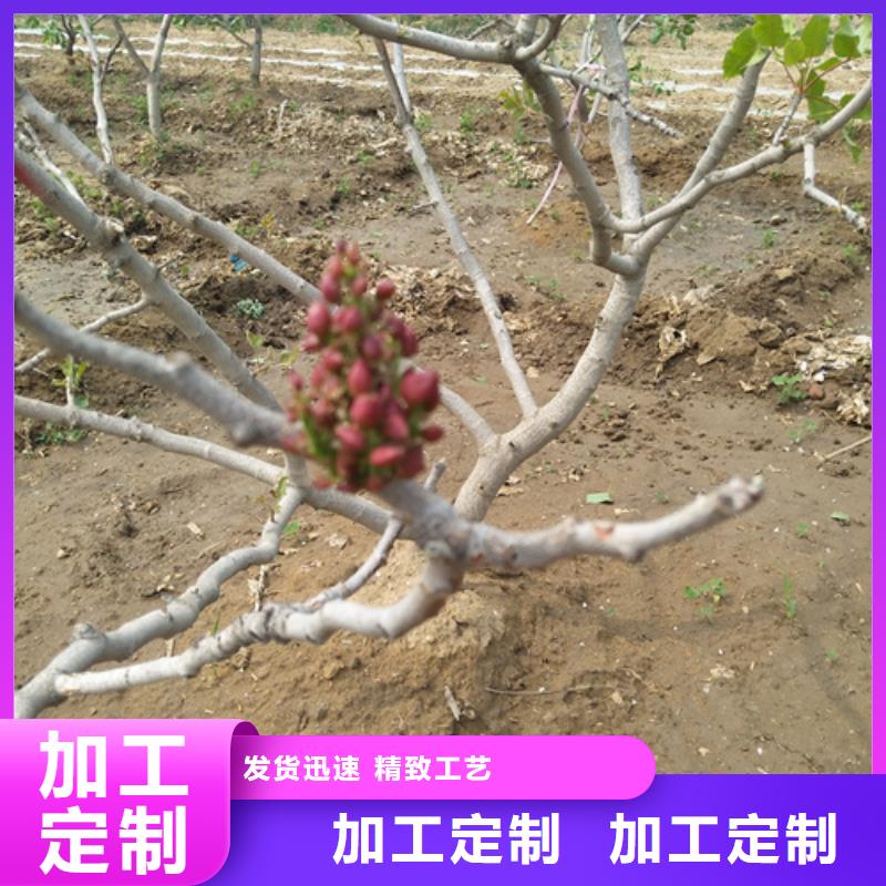 开心果苹果苗供货及时