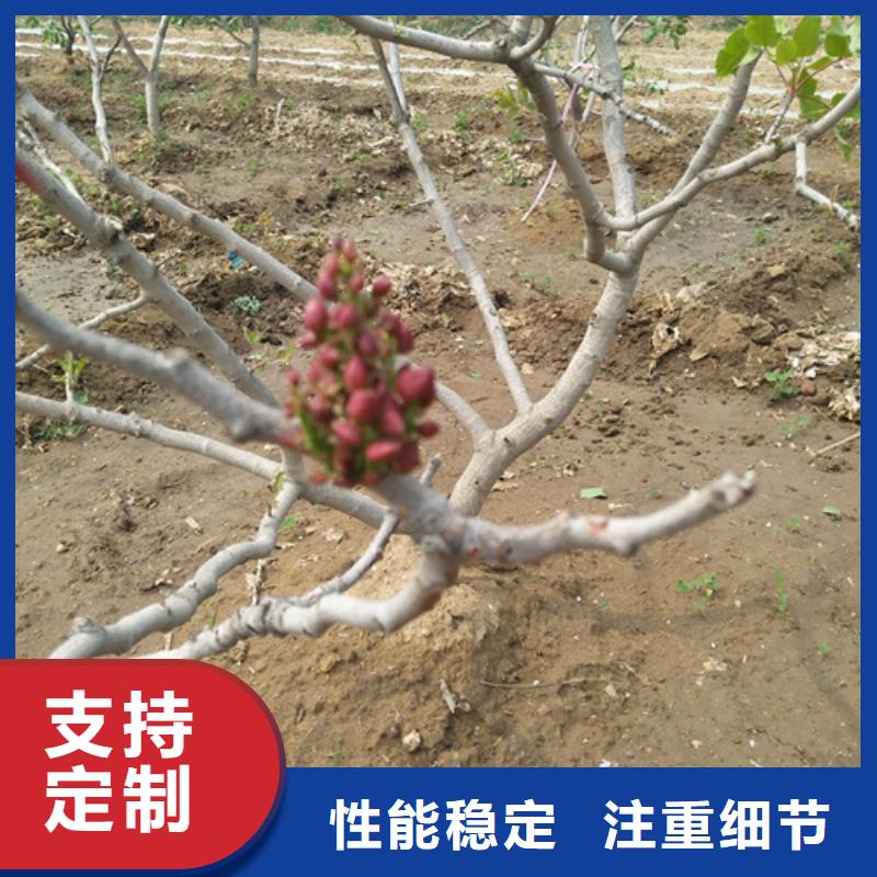 开心果_苹果苗技术先进