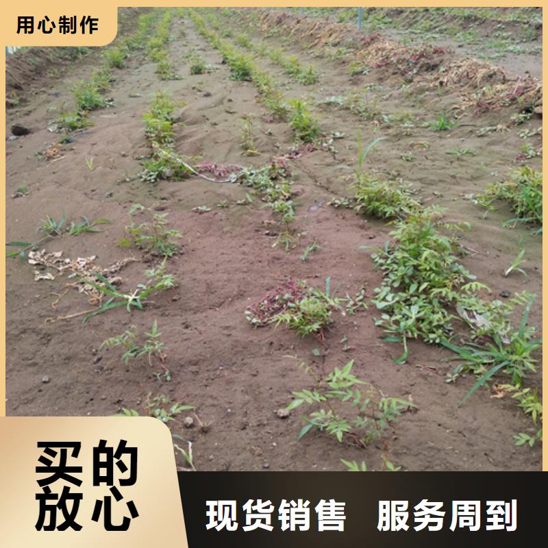 开心果蓝莓苗把实惠留给您