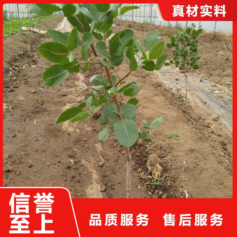 【开心果苹果苗经验丰富质量放心】