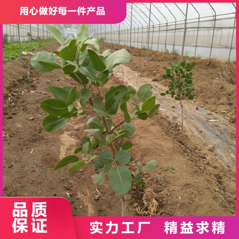 开心果_樱桃苗实体诚信经营
