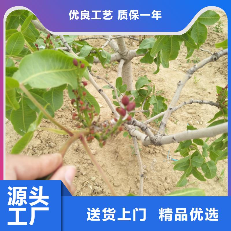 【开心果,梨树苗对质量负责】